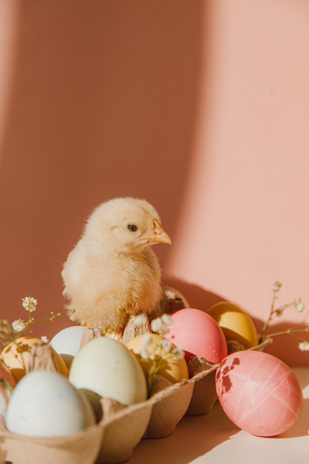 baby chicken in egg