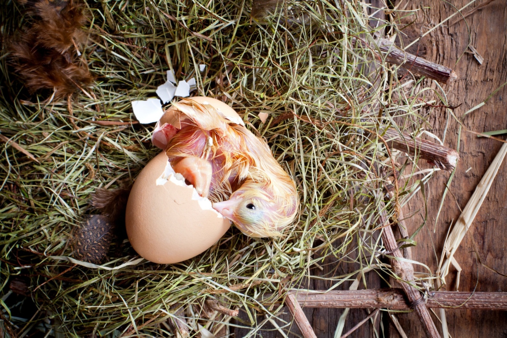 Hatching eggs. Цыпленок вылупляется из яйца. Цыпленок вылупился. Птенец вылупляется. Вылупление птенцов.